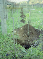 Negativos do Fotógrafo Carlos Alonso Martínez (Fotsca) (1990)